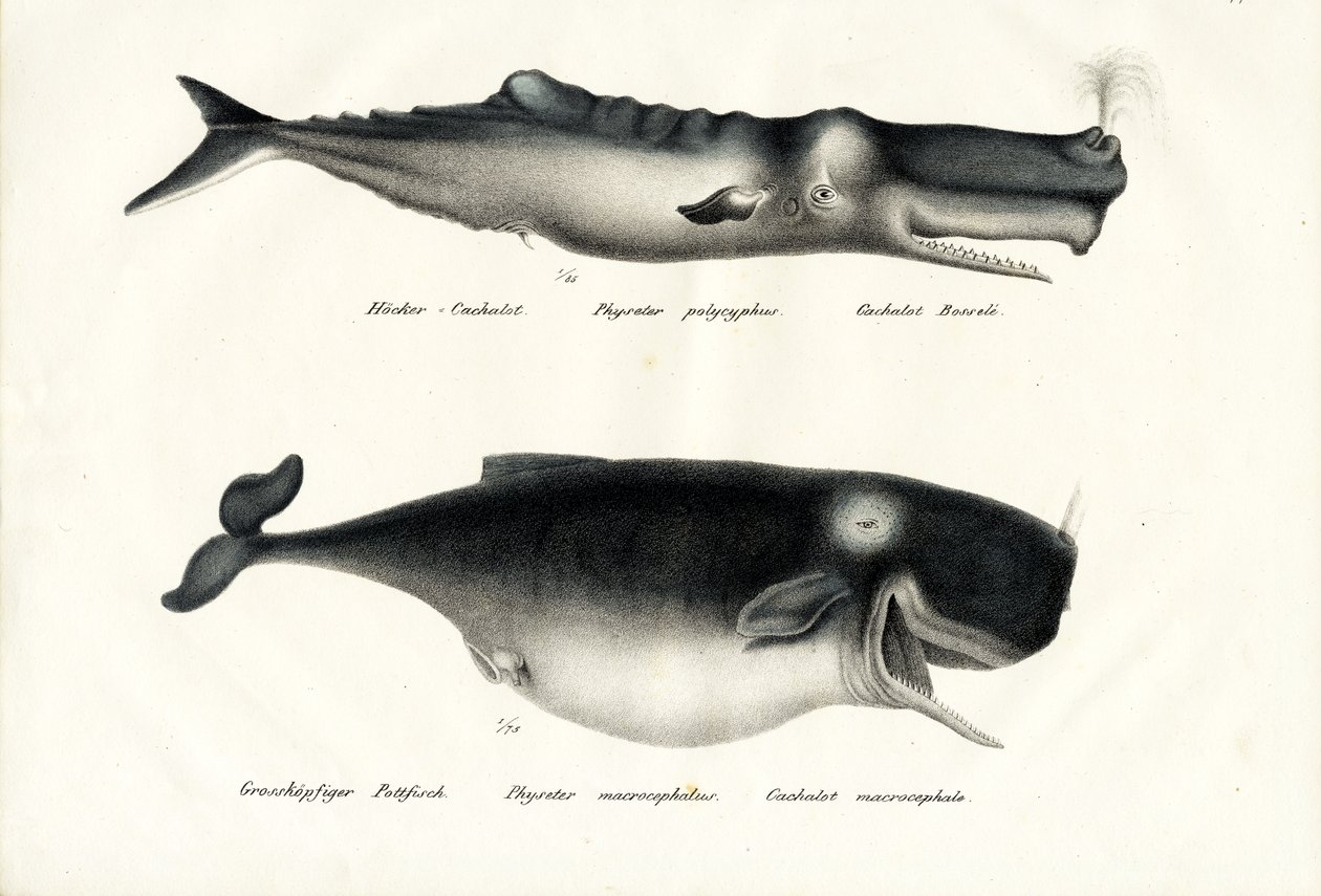 マッコウクジラ、1824 作： Karl Joseph Brodtmann