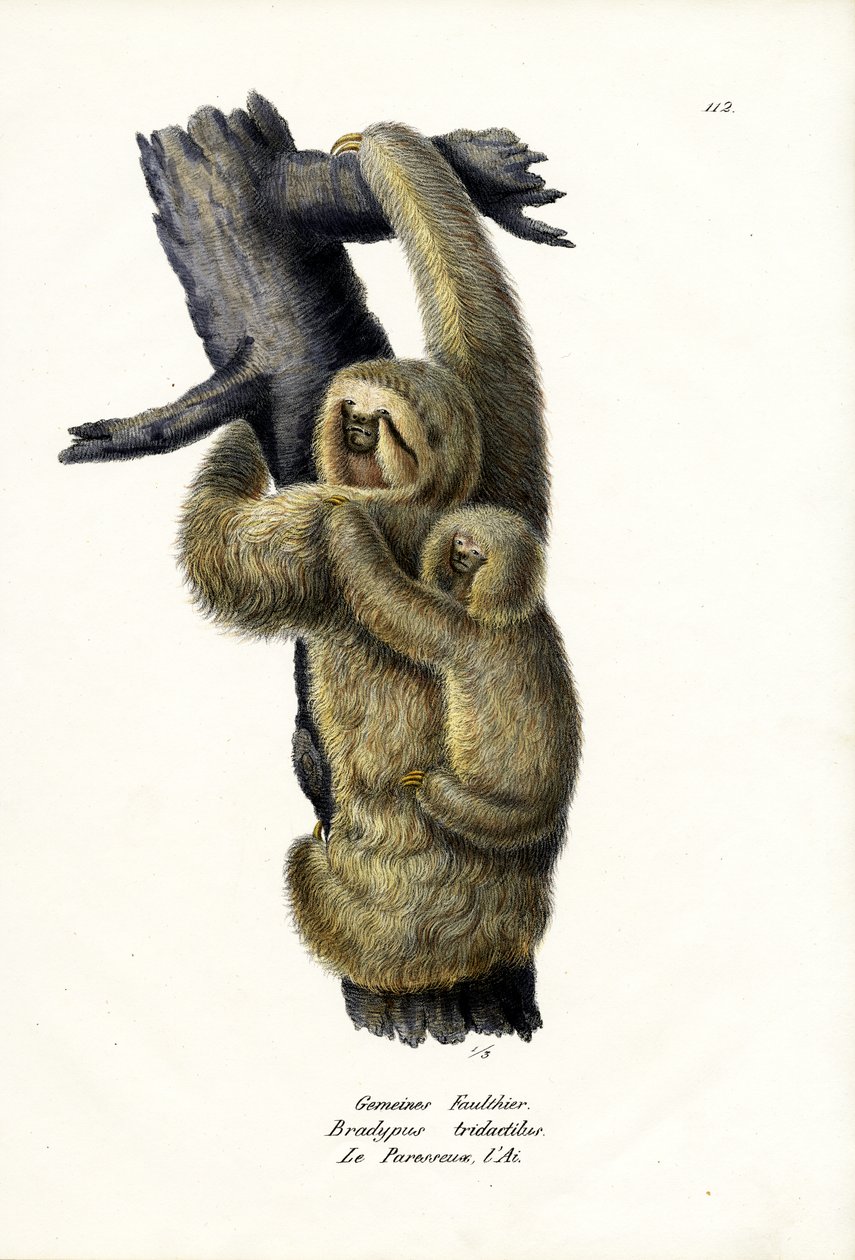 3ヒキガエルナマケモノ、1824 作： Karl Joseph Brodtmann