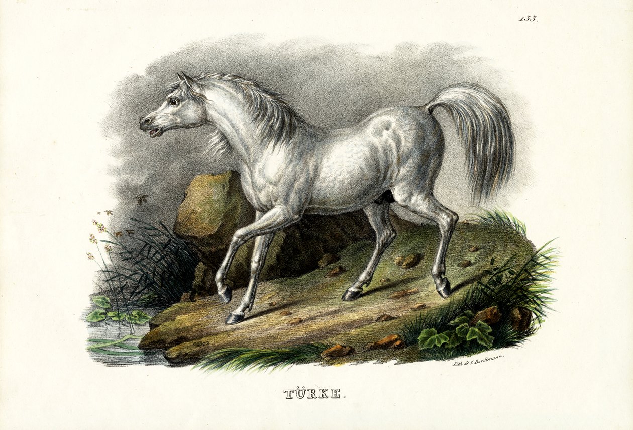 トルコの馬、1824年 作： Karl Joseph Brodtmann