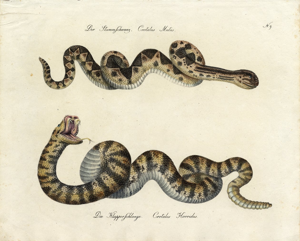  作： Karl Joseph Brodtmann