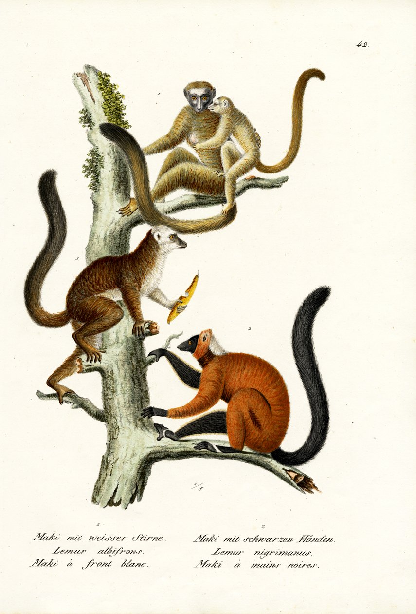 ホワイトフロントキツネザル、1824 作： Karl Joseph Brodtmann