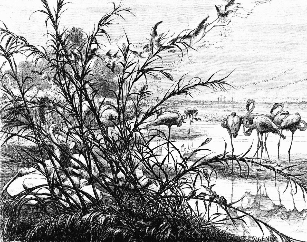 メナレ湖の鳥の議会、1880年 作： カール・ヴィルヘルム・ゲンツ