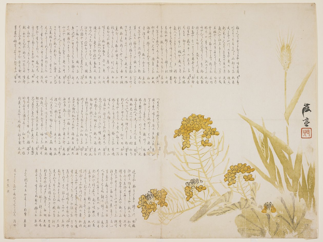 菜の花と小麦、1854年（色木版画） 作： カテイ