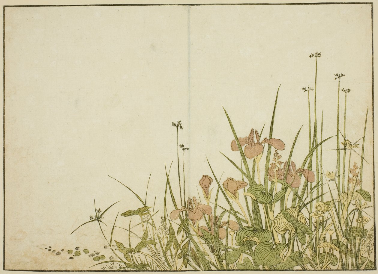 夏の花菖蒲と水芭蕉 著書『清露美人合わせ姿鏡』より 1 作： 勝川春章