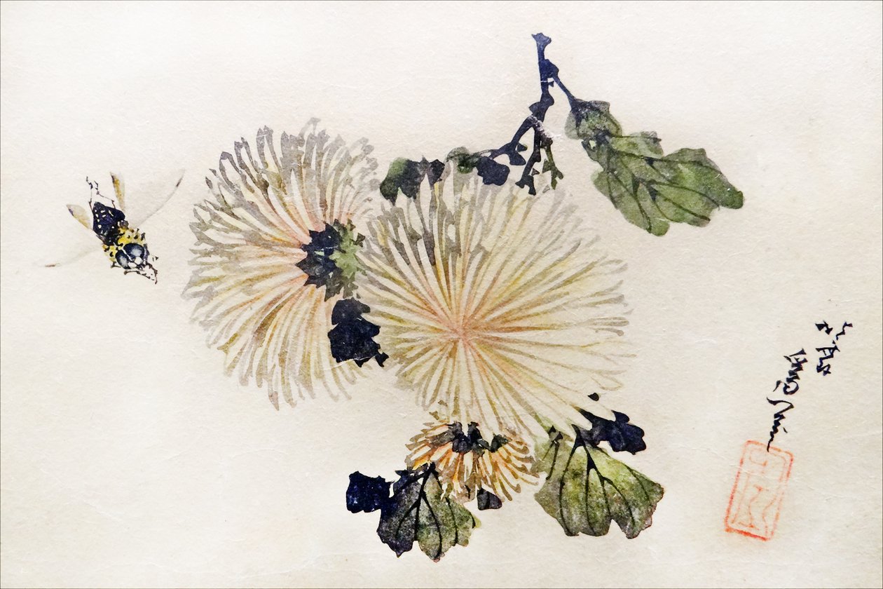 菊のアートワーク 作： 北斎勝鹿