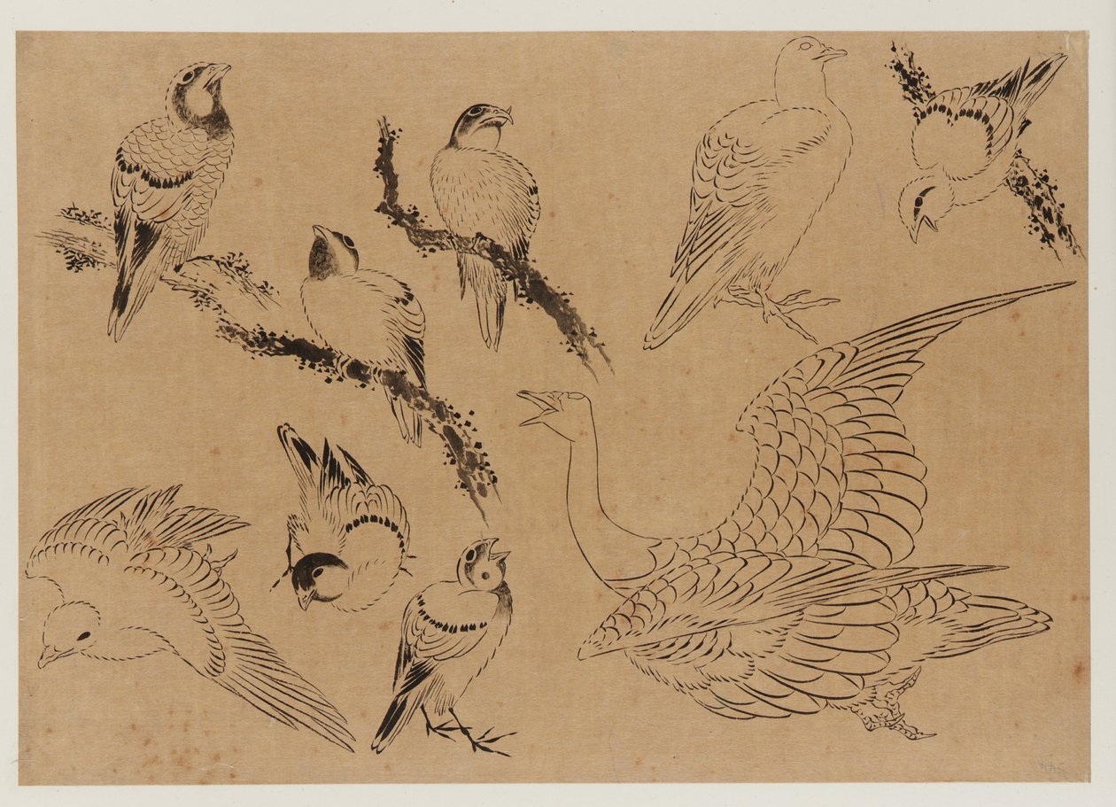 鳥類 江戸時代 18世紀後半～19世紀前半 作： 北斎勝鹿