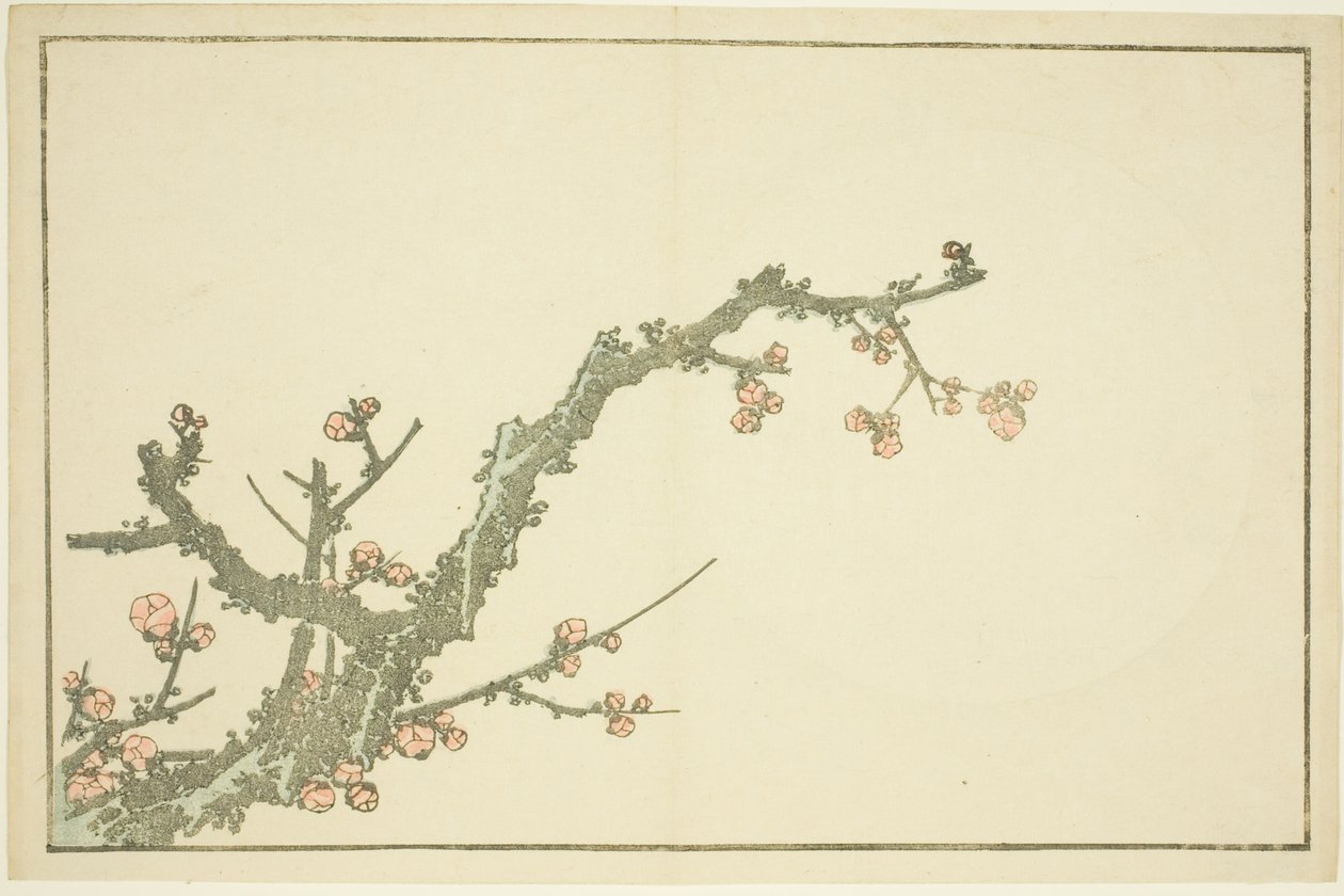 北斎写実画譜 咲き誇る梅 作： 北斎勝鹿