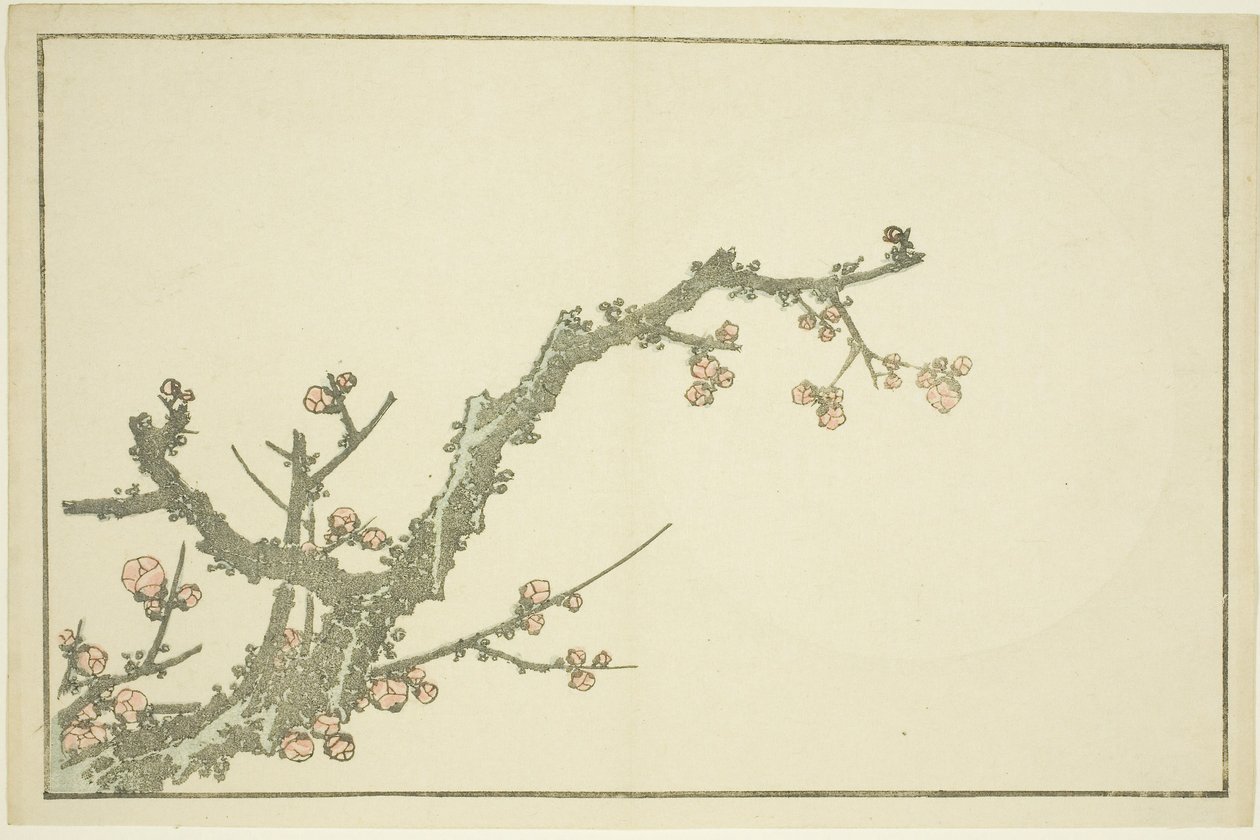 北斎写実画帖』より「咲き梅」 1814年頃（錦絵（アルバムシート 作： 北斎勝鹿