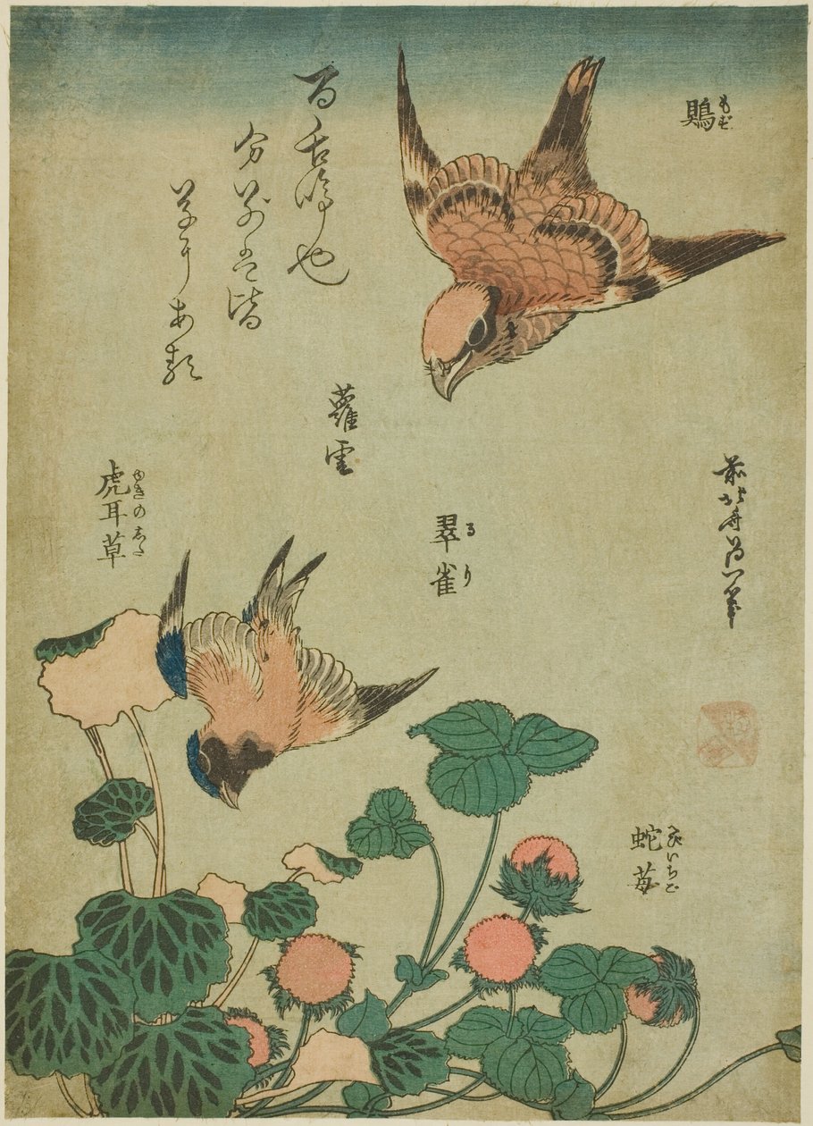 無題の花と鳥のシリーズより 作： 北斎勝鹿