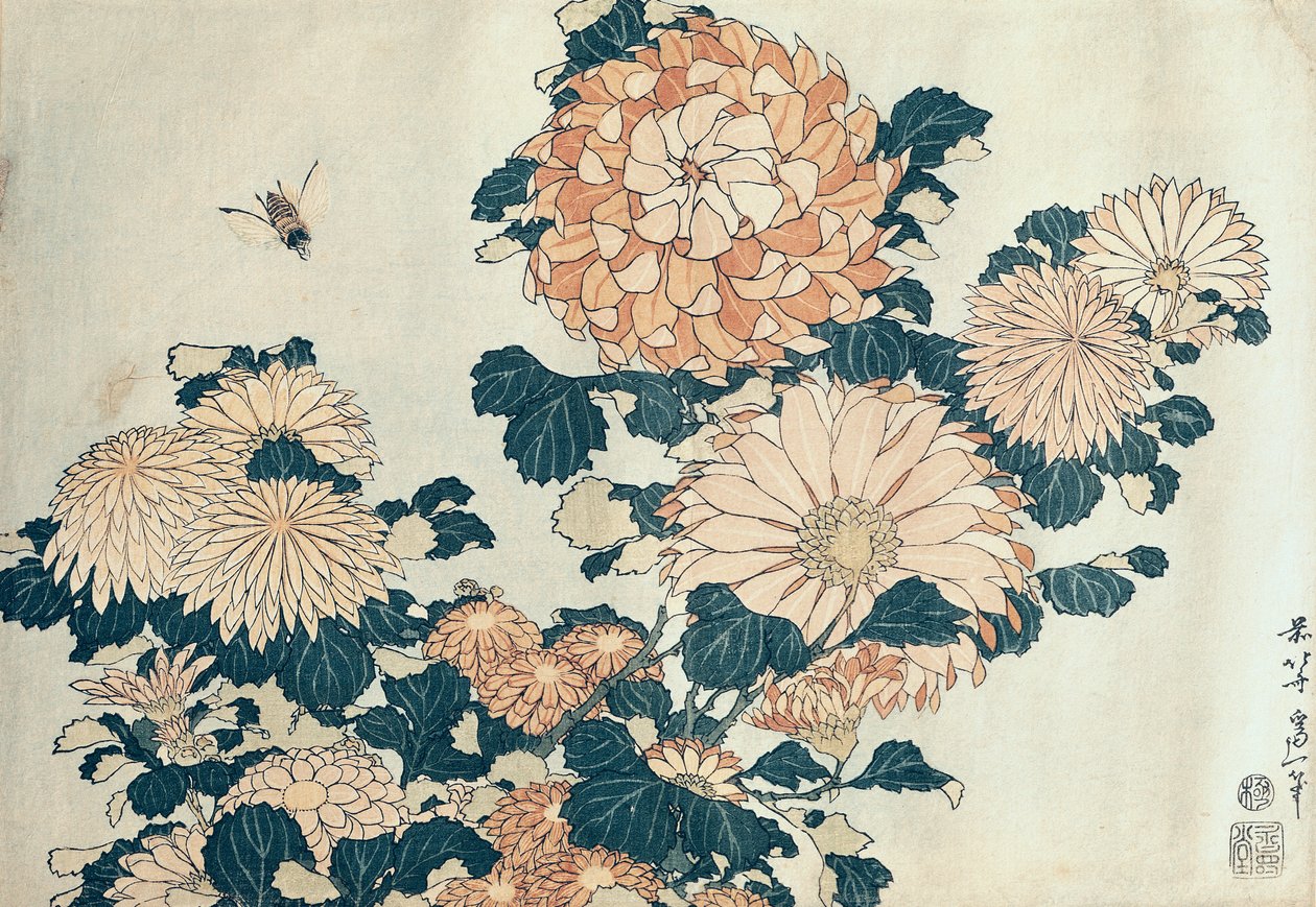 菊（色木版） 作： 北斎勝鹿