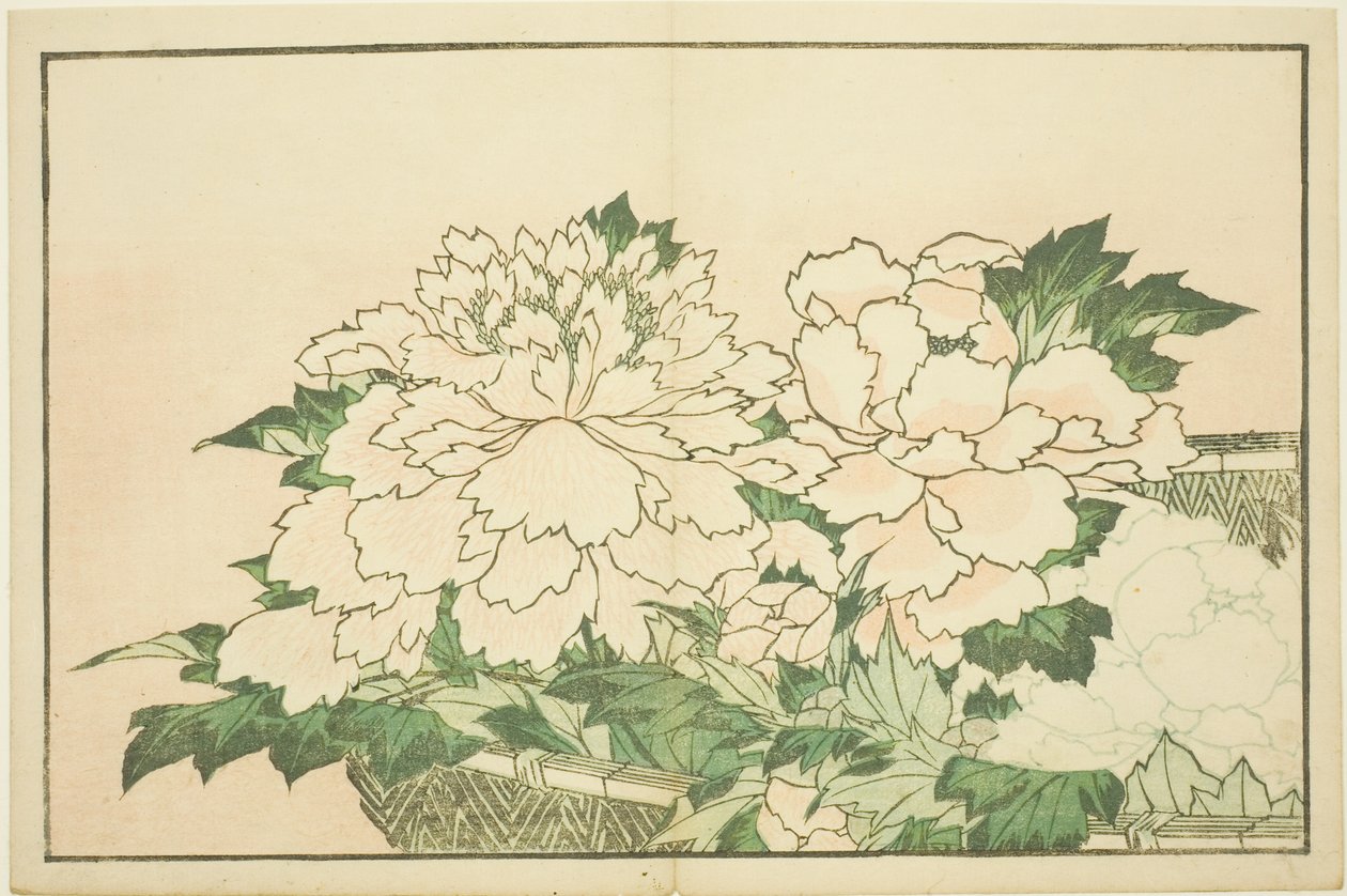 北斎写生画譜 籠の菊 作： 北斎勝鹿