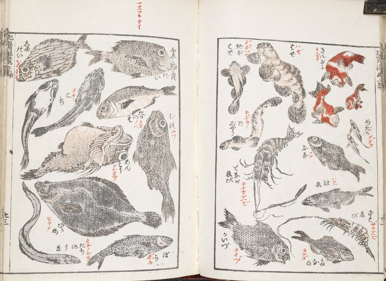 魚と海の生き物 作： 北斎勝鹿