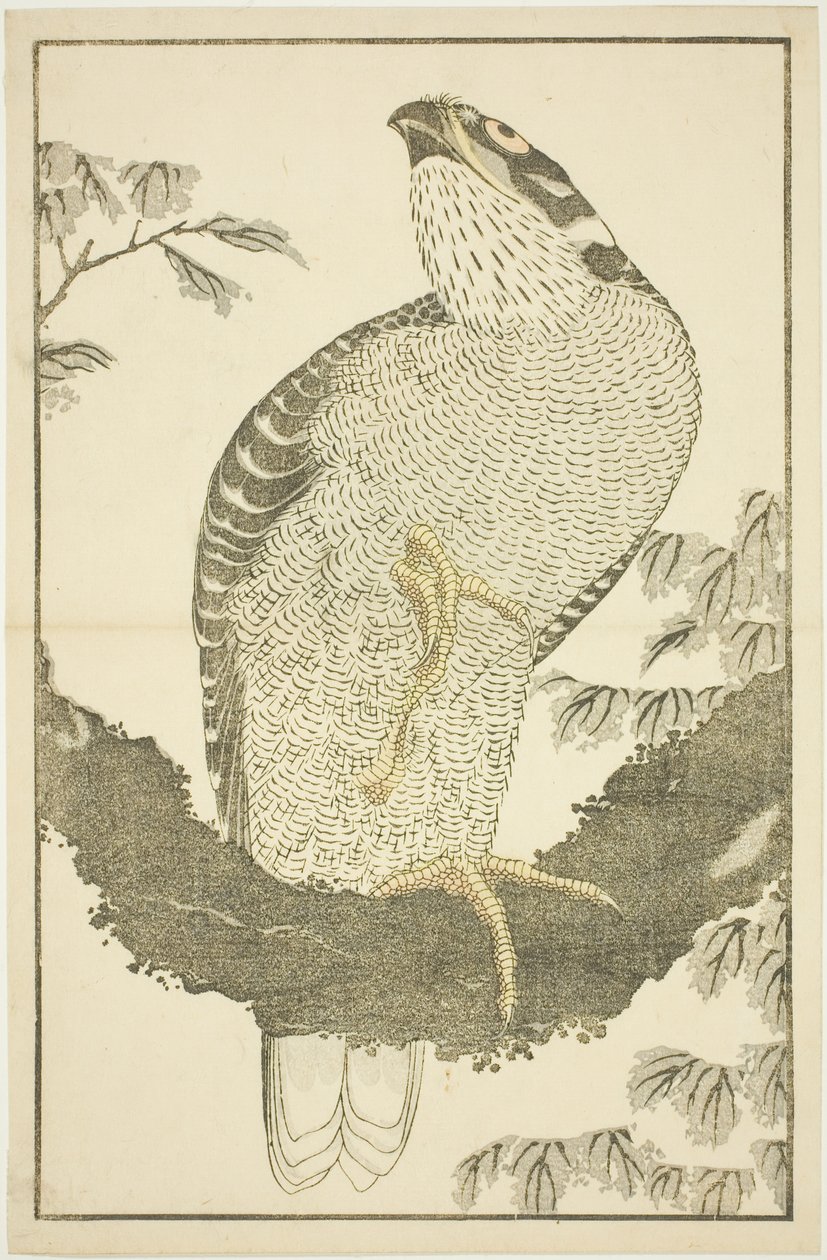 北斎写実画譜 鷹 作： 北斎勝鹿