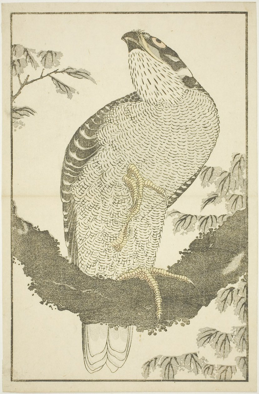 北斎写心画譜』より「鷹」。 作： 北斎勝鹿