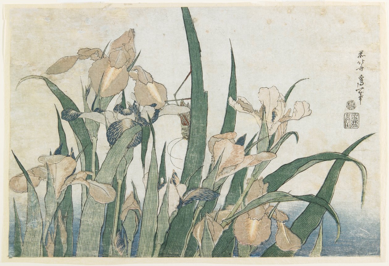 アイリスの花とバッタ、c.1830-31（カラー木版印刷） 作： 北斎勝鹿