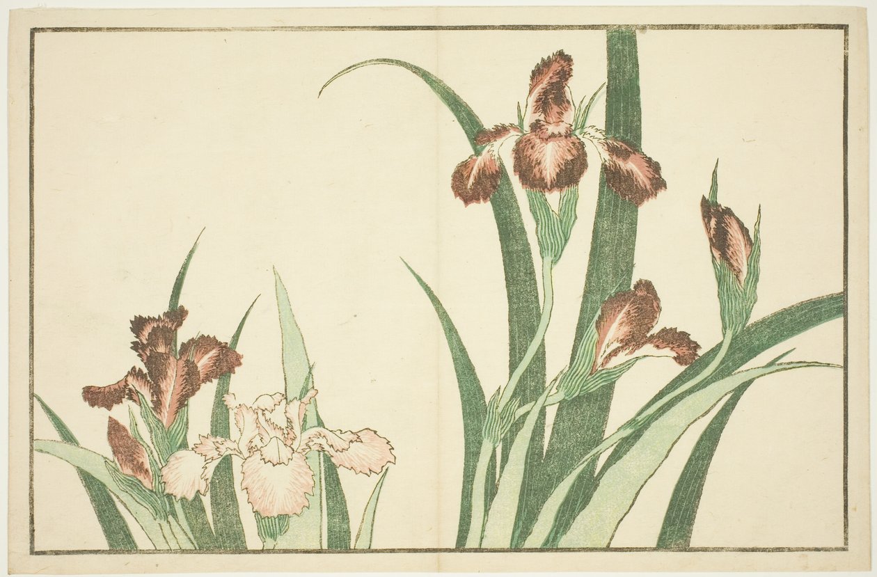 北斎写実画譜 菖蒲 作： 北斎勝鹿