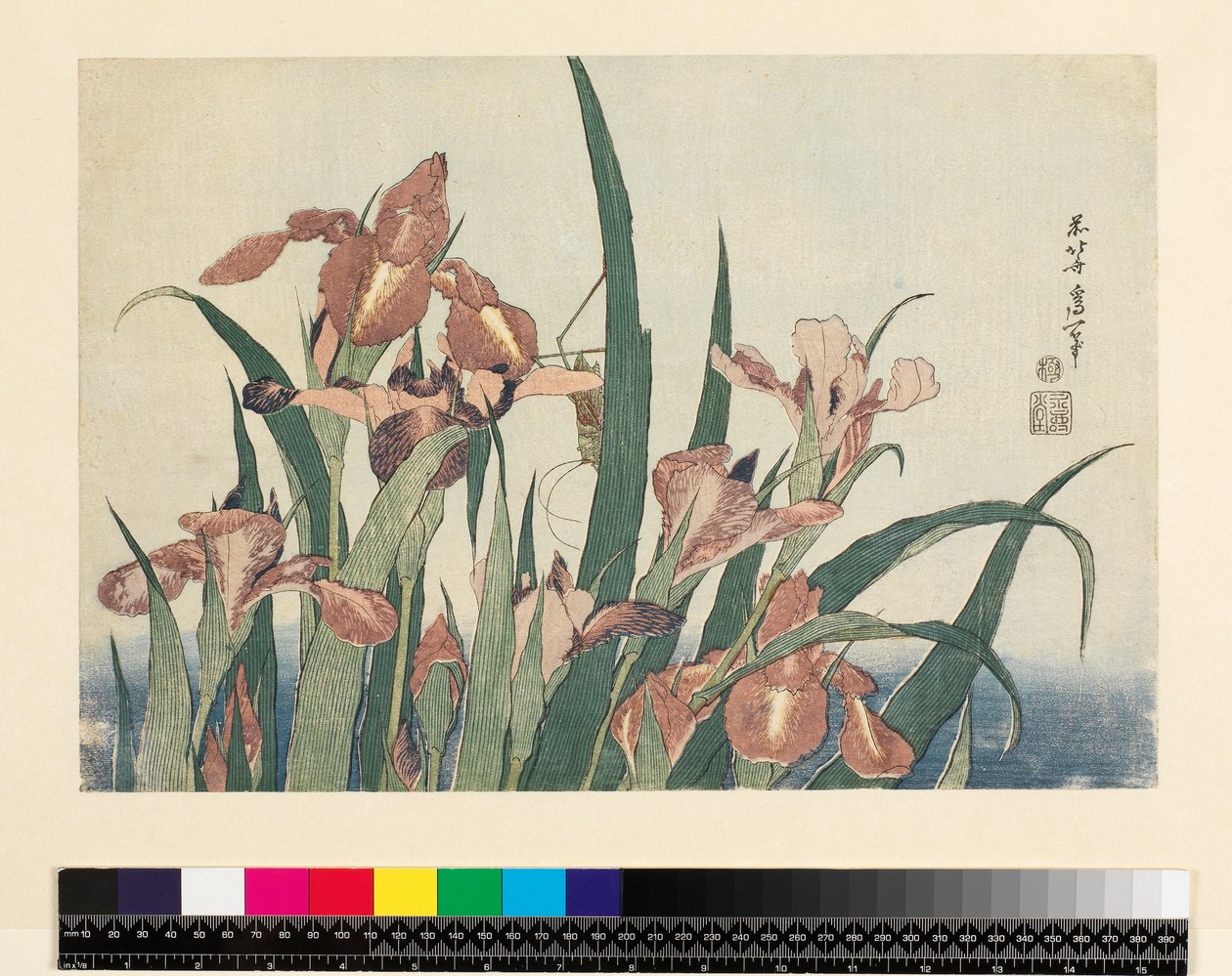 アイリスとバッタ、パブ。西村栄柔道、1832年頃（横絵-横組み、カラー木版画） 作： 北斎勝鹿
