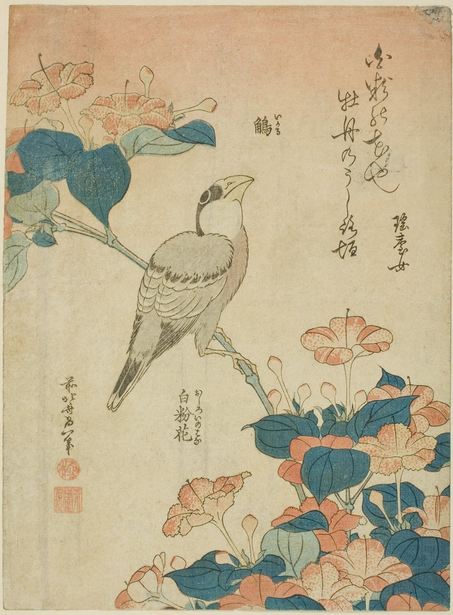 無題の花と鳥のシリーズより 作： 北斎勝鹿