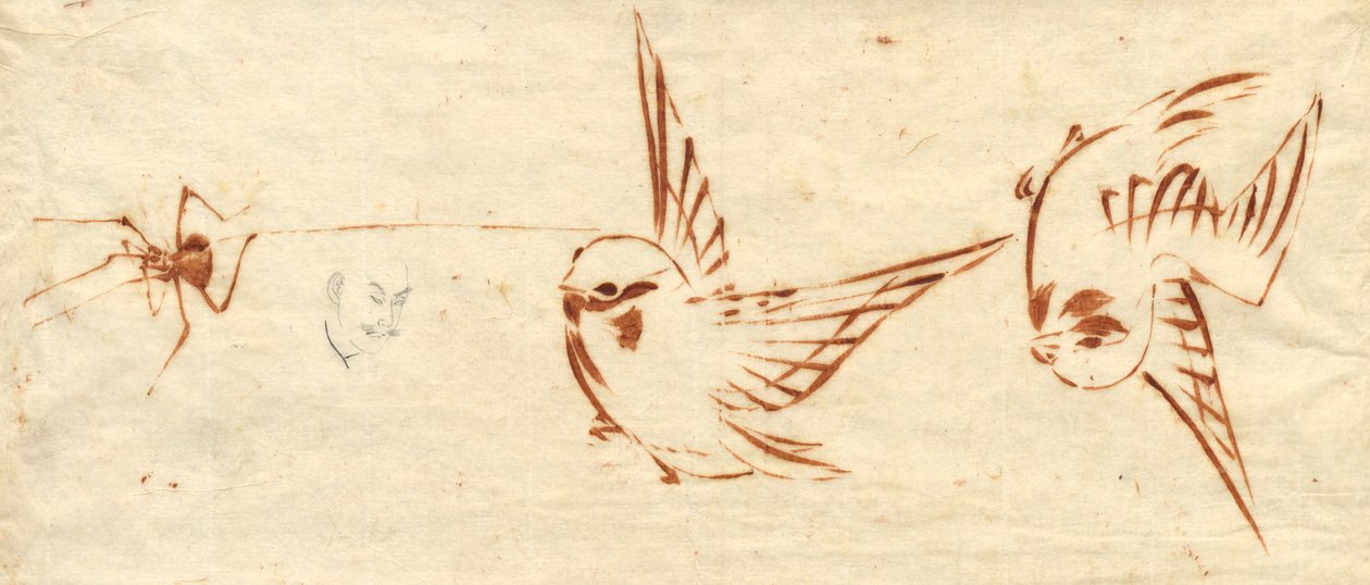 鳥とクモのスケッチページ 作： 北斎勝鹿