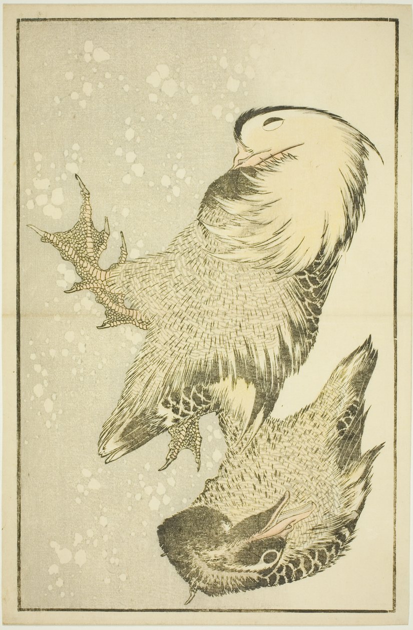 北斎写生画譜 二羽の水鳥 作： 北斎勝鹿