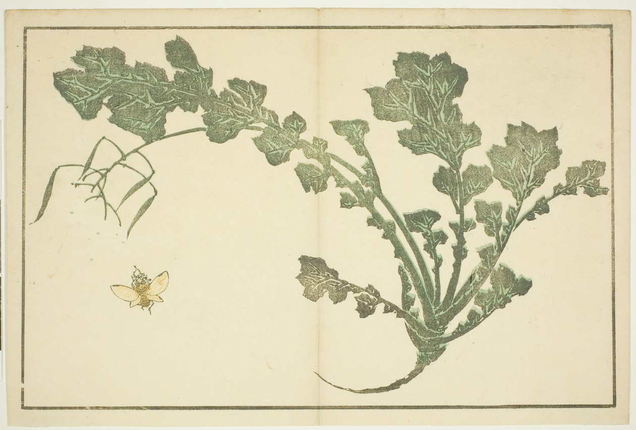 『北斎写実画譜』より ハチとカブの茎 作： 北斎勝鹿