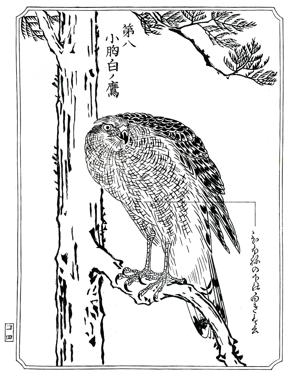 鷹、1898年。 作： 川鍋K菜