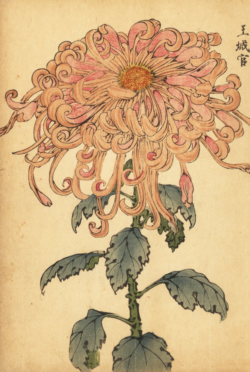 カールした花びらを持つハイブリッドサーモンピンクの菊., 1893 (彫刻) 作： 長谷川恵香