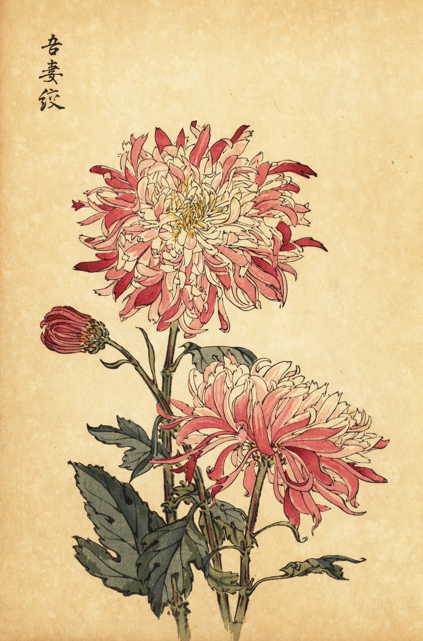 雑種の白とピンクの菊、1893年（彫刻） 作： 長谷川恵香