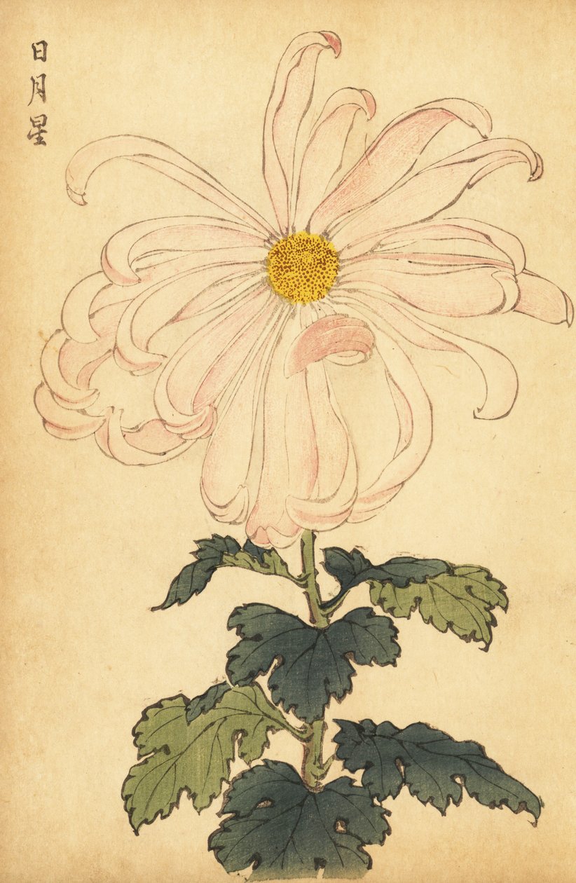 白とピンクのハイブリッド菊、1893年（彫刻） 作： 長谷川恵香