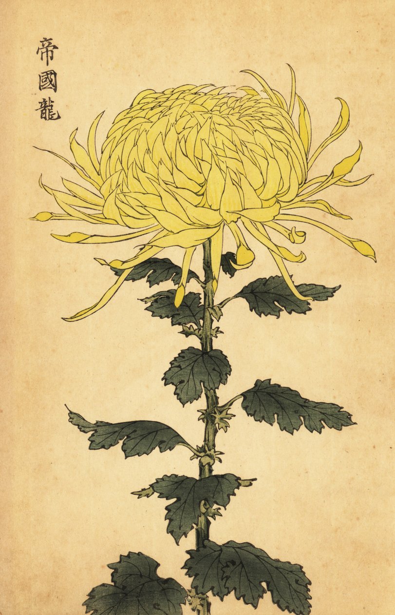 ハイブリッド イエロー キク、1893 年 (彫刻) 作： 長谷川恵香