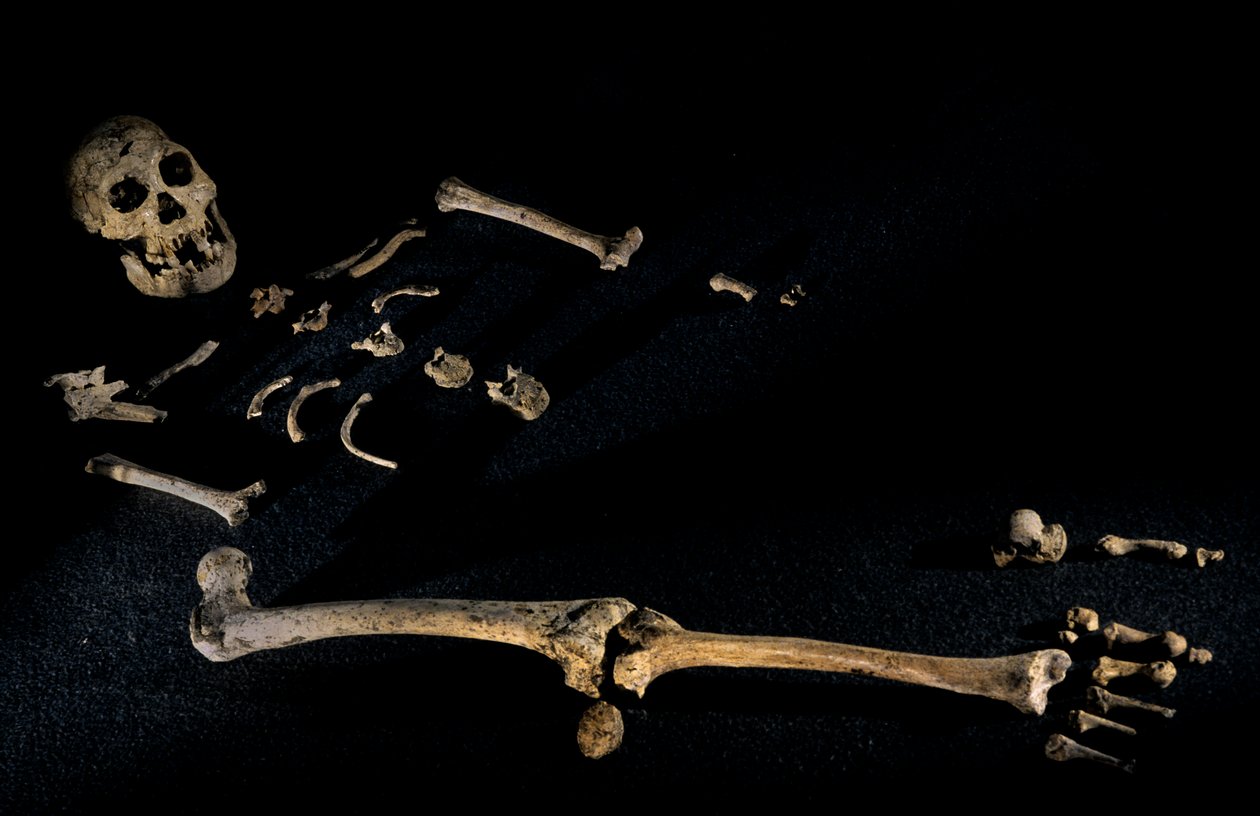 2008年、ドマニシで発見された身長4フィート7インチの複合骨格（写真）。 作： ケネス・ギャレット
