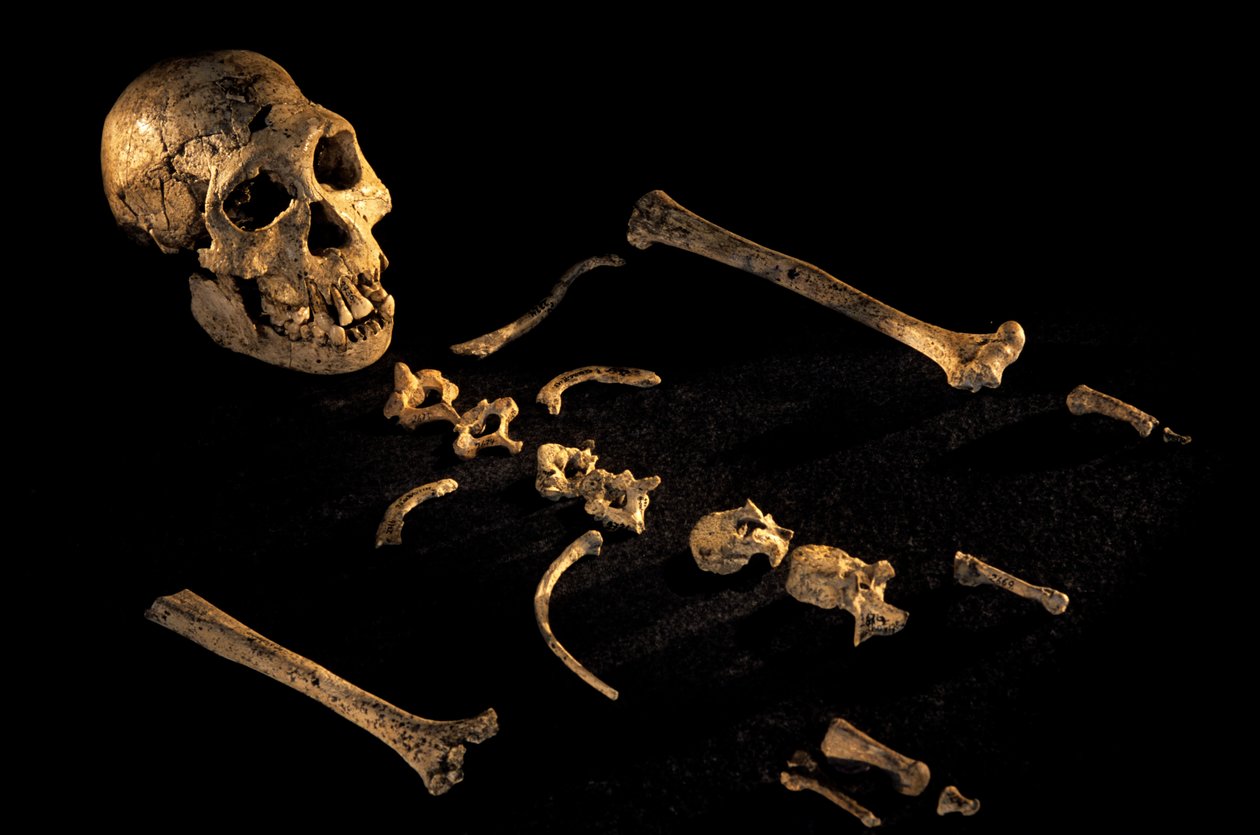 2008年、ドマニシで発見された身長4フィート7インチの複合骨格（写真）。 作： ケネス・ギャレット