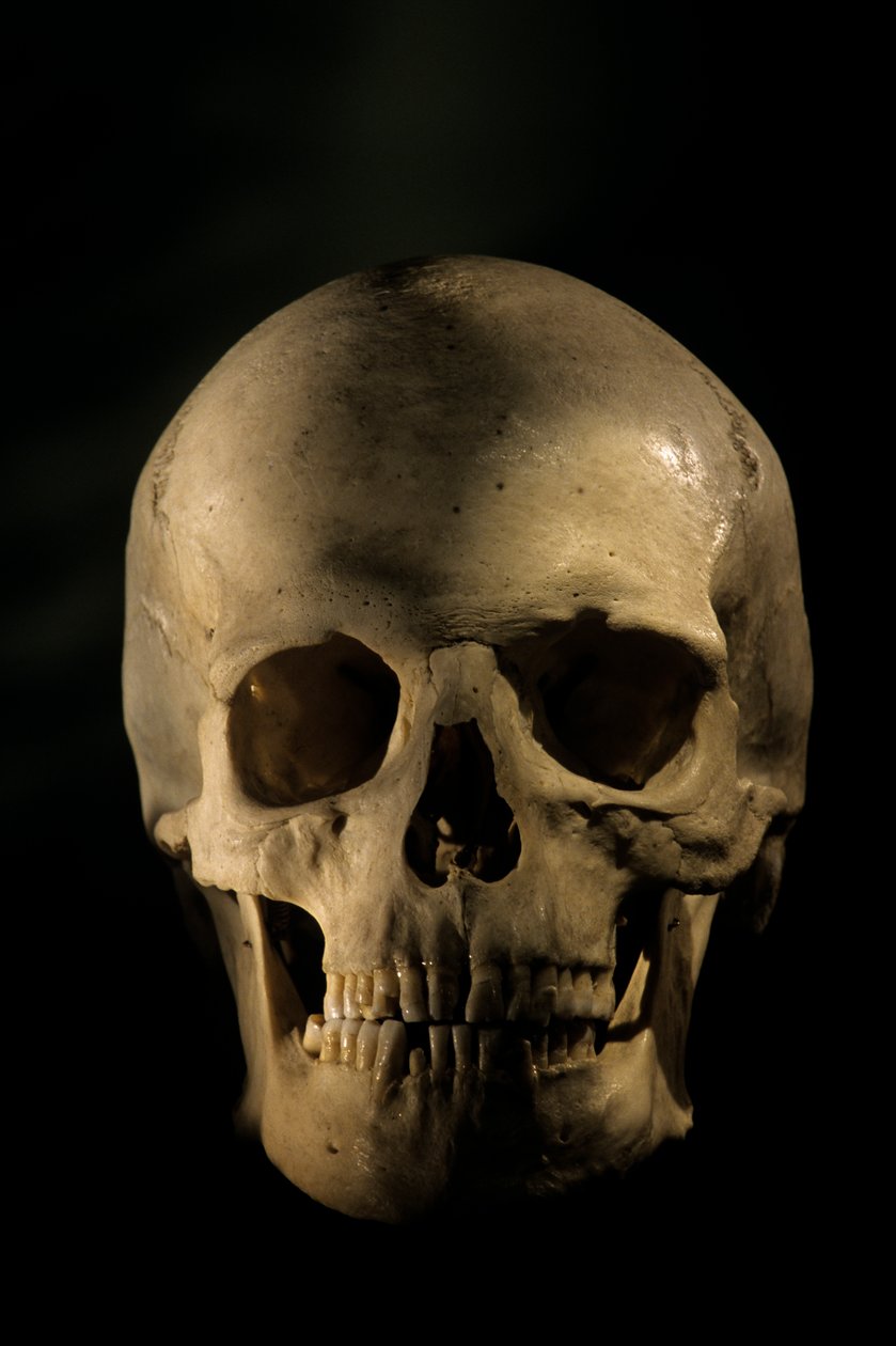 現代人の頭骨、科学的研究用骨格、ジョージ・ワシントン大学、2000年（写真） 作： ケネス・ギャレット