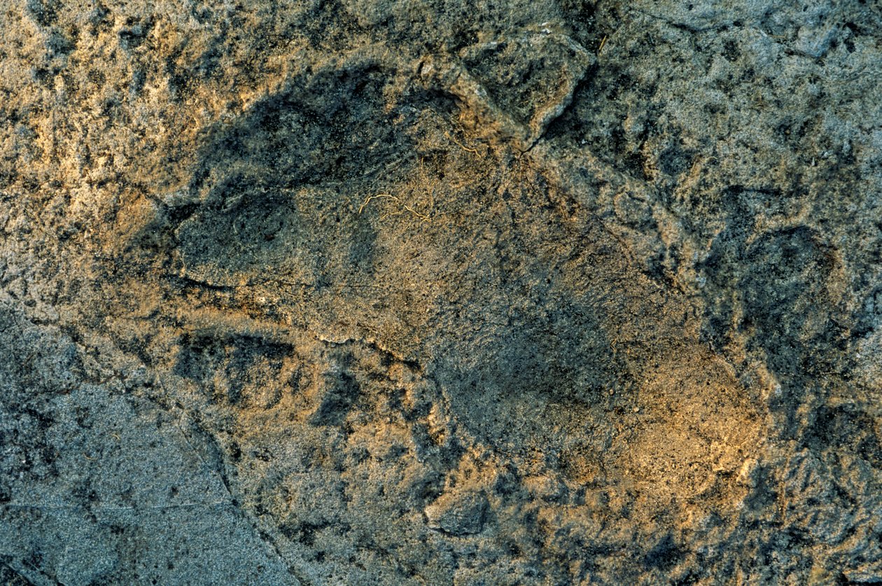 人間のような足、ラエトリの足跡、DOH；最初の一歩、360万年前の足跡... 作： ケネス・ギャレット