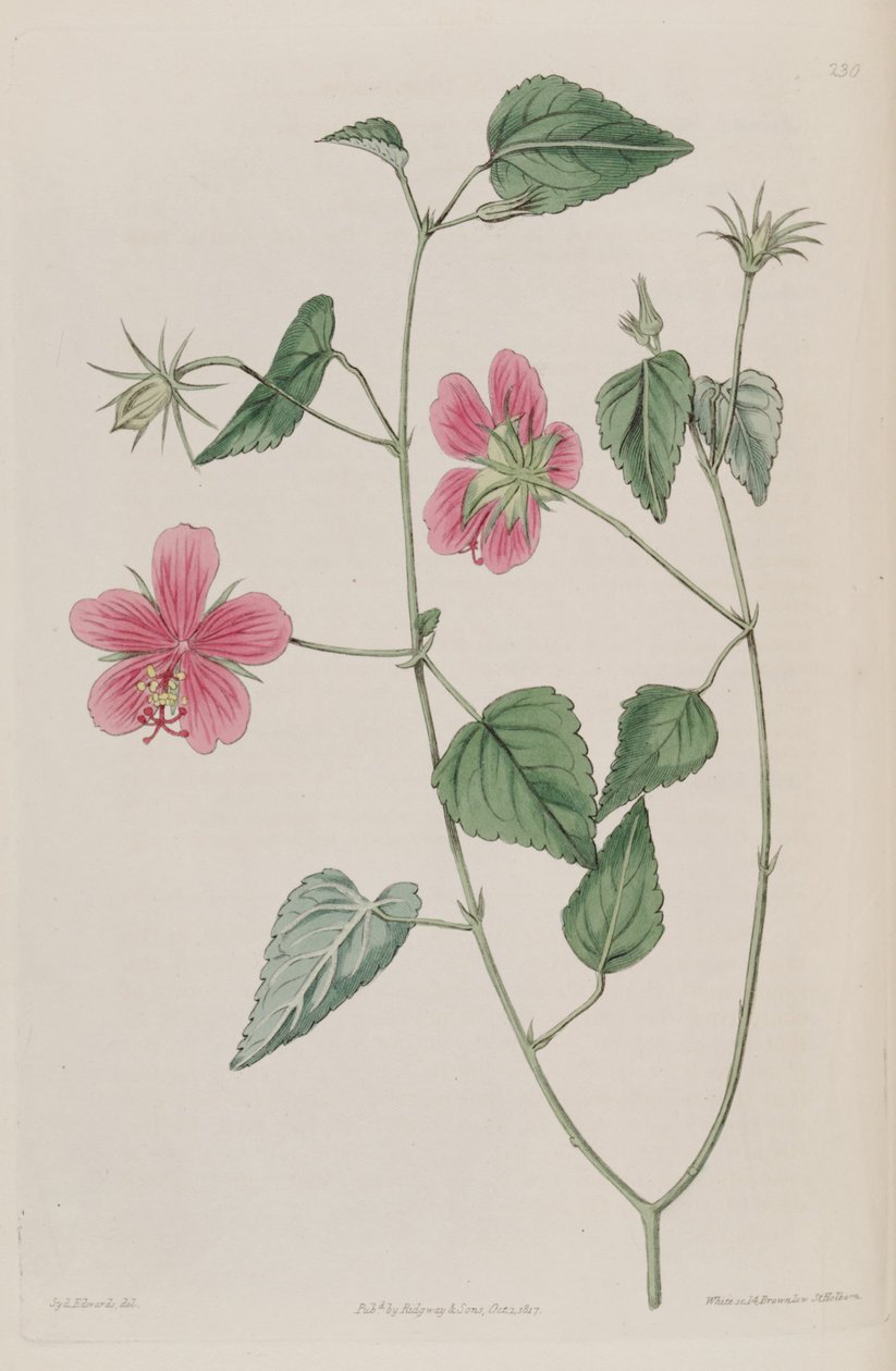 Hibiscus_phoeniceus 作： カー・ゴーラー