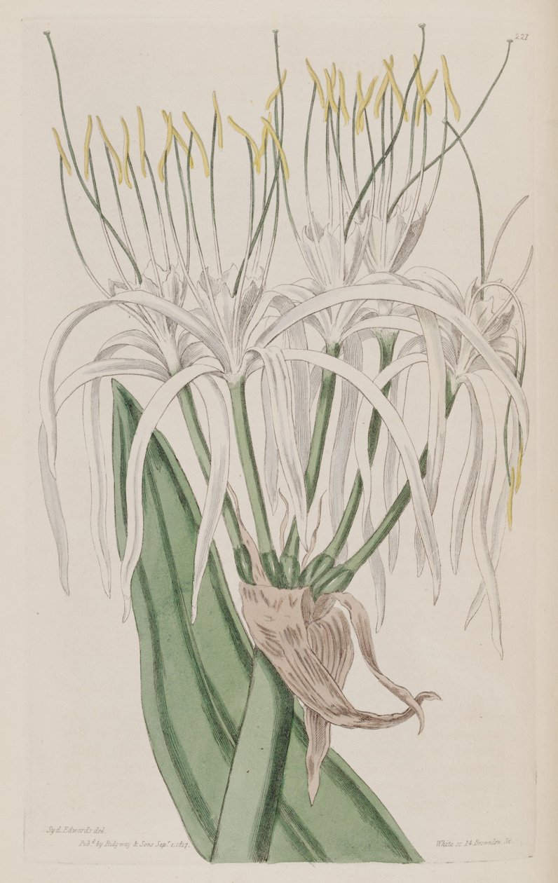 Hymenocallis caribaea 作： カー・ゴーラー