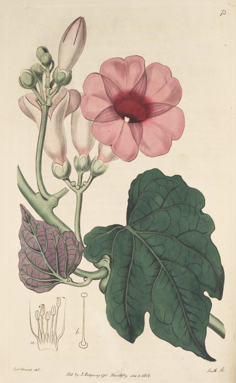 Ipomoea mauritiana 作： カー・ゴーラー