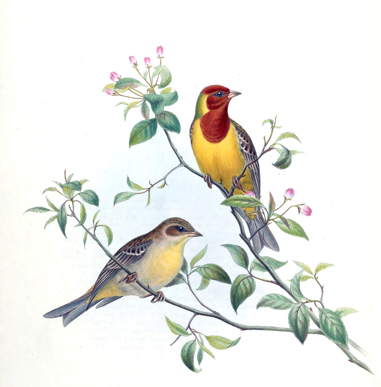 Emberiza bruniceps 作： ケルスティ・ネベルシーク