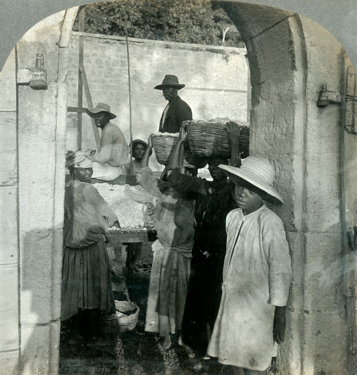 ココアフレッシュ、ポッド、ドミニカ、BWI、1893年。 作： Keystone View Company