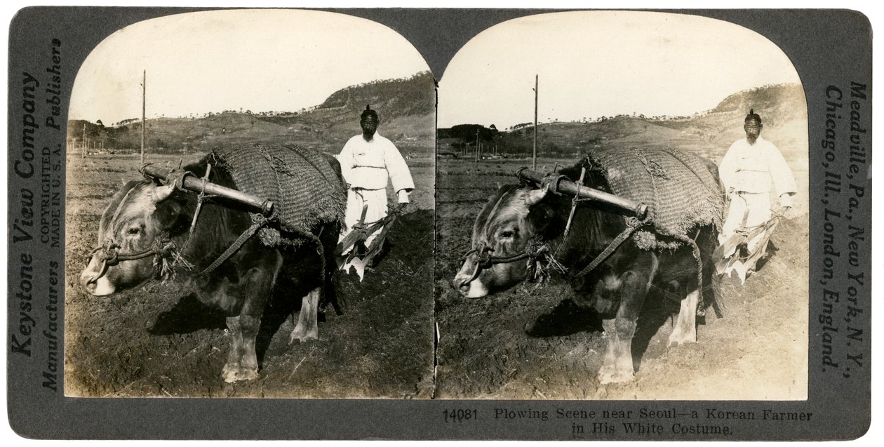 1900年代の韓国ソウル近郊での農業。 作： Keystone View Company