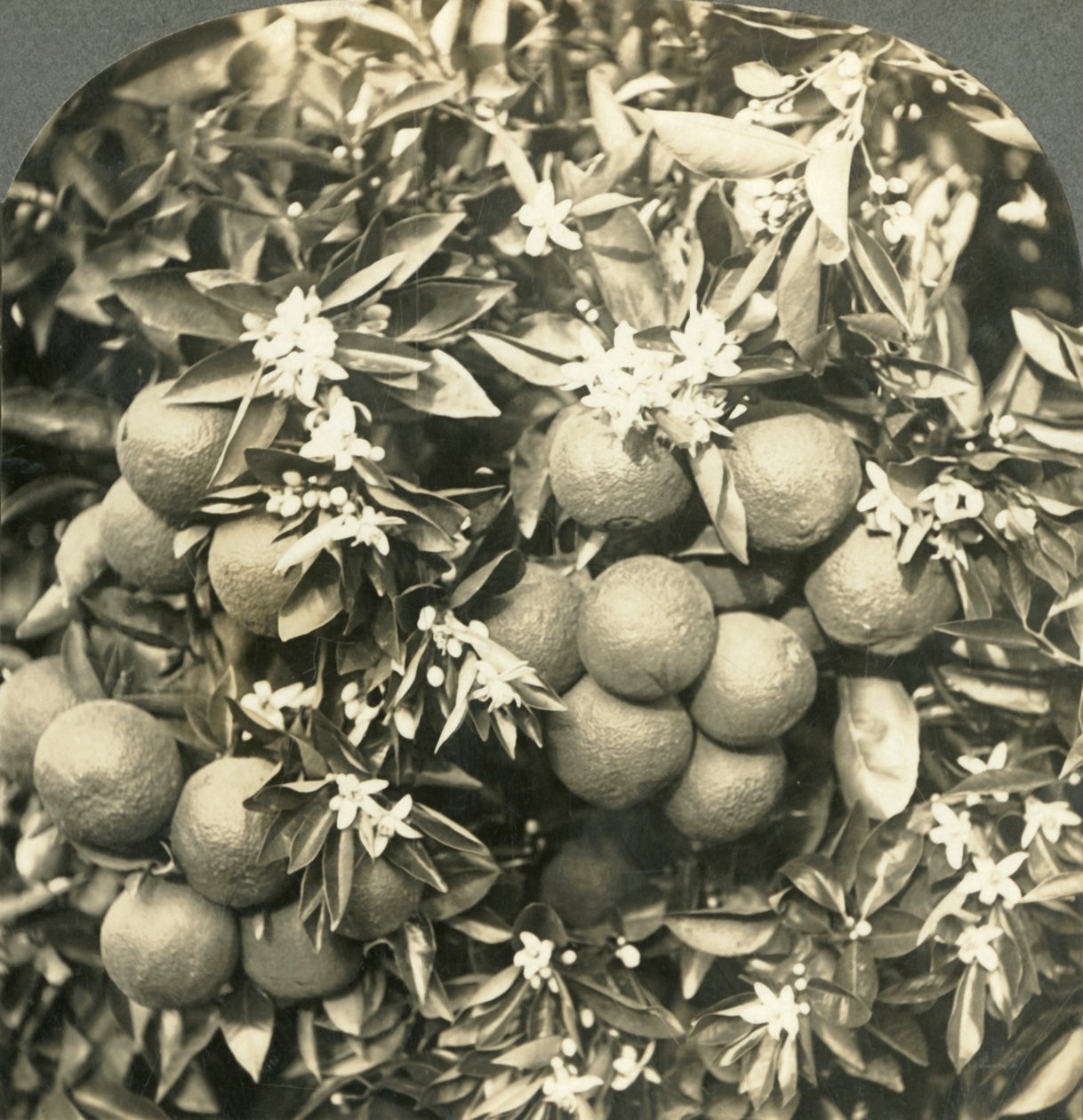 同じ木、カリフォルニア、c1900で育つオレンジ色の花と成熟したオレンジ色。 作： Keystone View Company