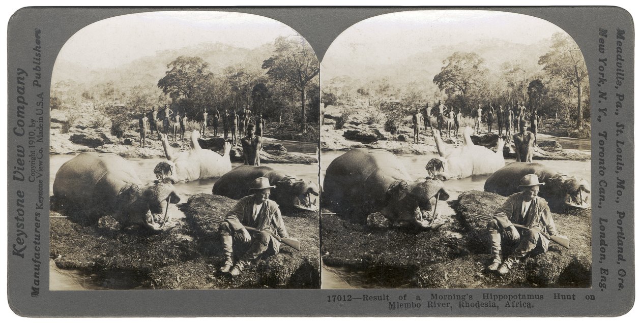 1910年、アフリカのローデシアのメンレンボ川での午前のカバ狩りの結果 作： Keystone View Company