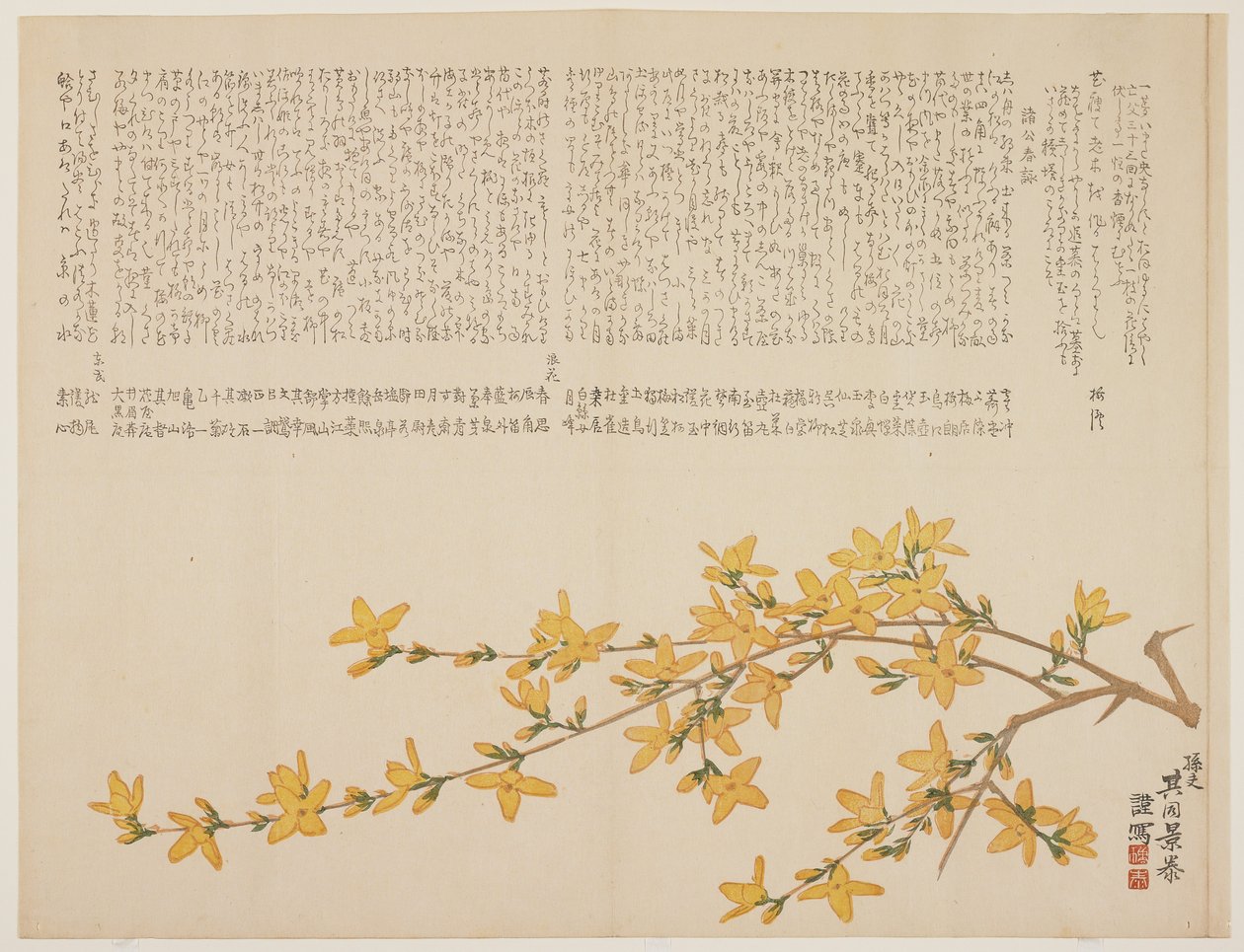 日本の黄色いバラ、または山吹、c.1818-29（色木版画） 作： キッドかげやす