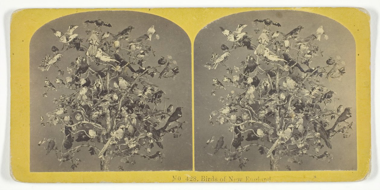 Birds of New England, 185575.クリエイター。キルバーンブラザーズ、BWキルバーン 作： キルバーンブラザーズ、BWキルバーン
