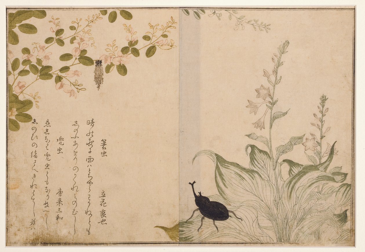 バスケットワームとカブトムシ、1788（木版） 作： 北川歌ro