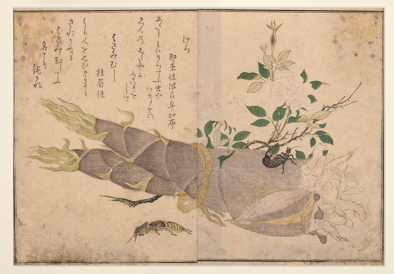 ハサミムシとモルクリケット、1788年（木版） 作： 北川歌ro
