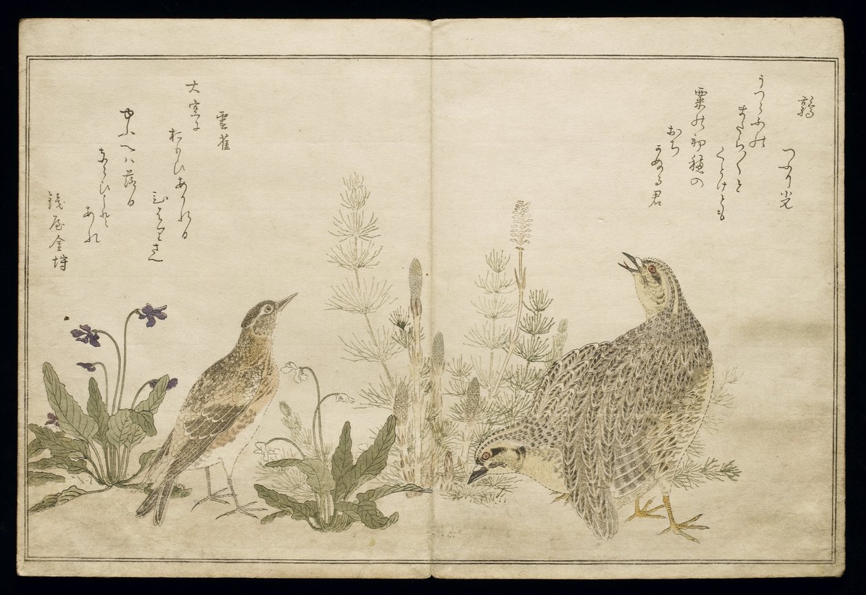 P.332-1946 Vol.1 f.1右のウズラと草のペア、左側の草の中にあるひばり、アルバム「鳥はユーモラスな歌で比較された」、1791年（カラー木版画） 作： 北川歌ro