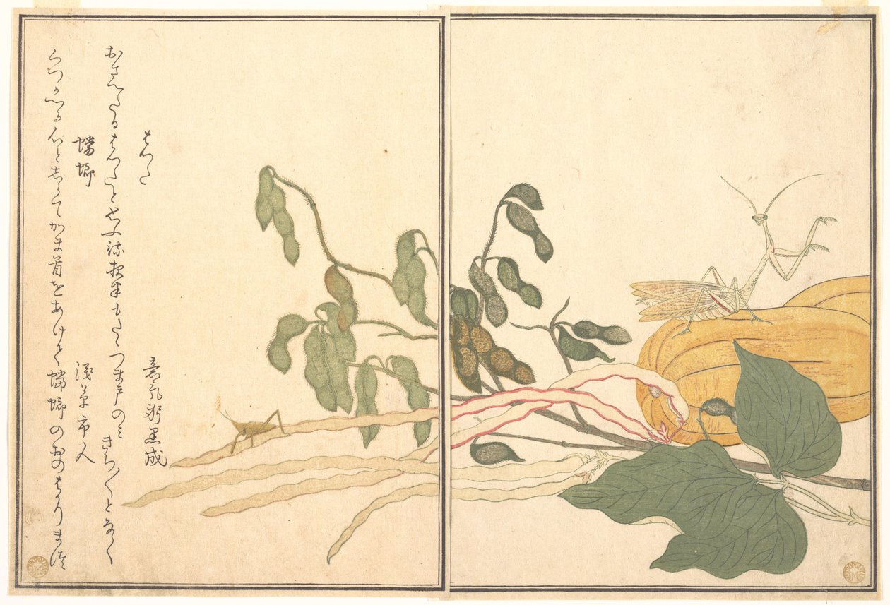 『虫絵本』より、コウモリバッタ（バッタ）；カマキリ（トーロまたはカマキリ） 作： 北川歌ro