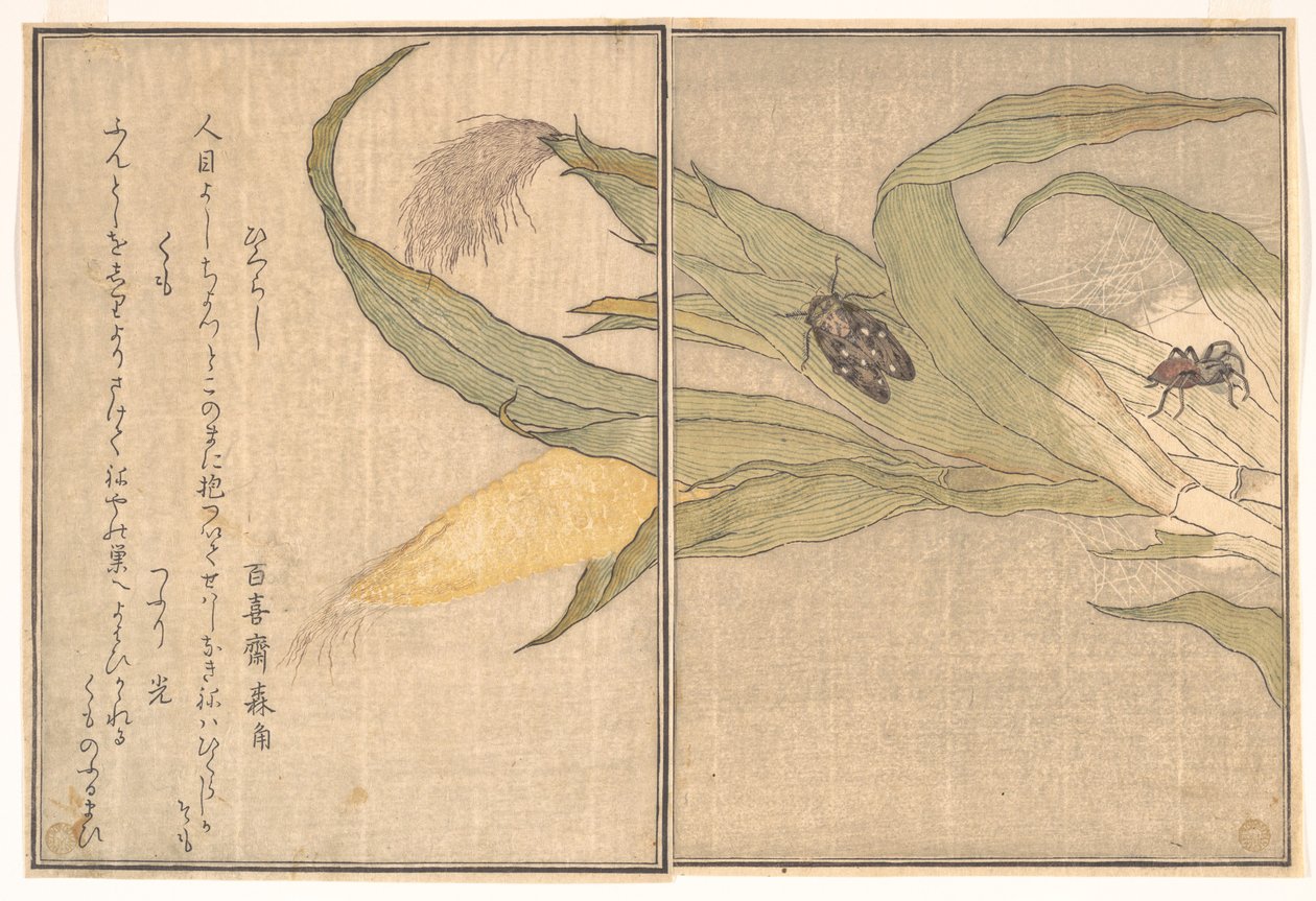 ヒグラシ、クモ - 『画本虫撰』より 作： 北川歌ro
