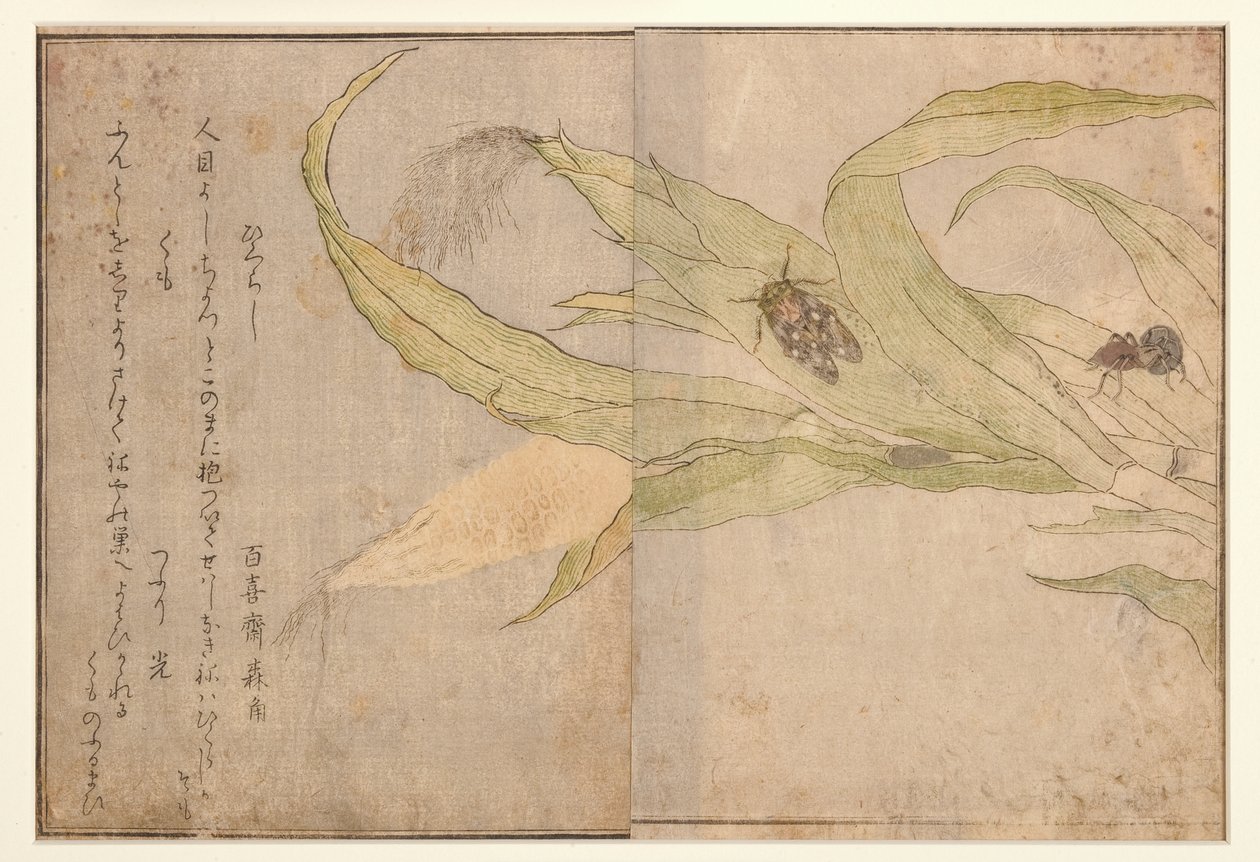 日暮里と蜘蛛、1788（木版） 作： 北川歌ro
